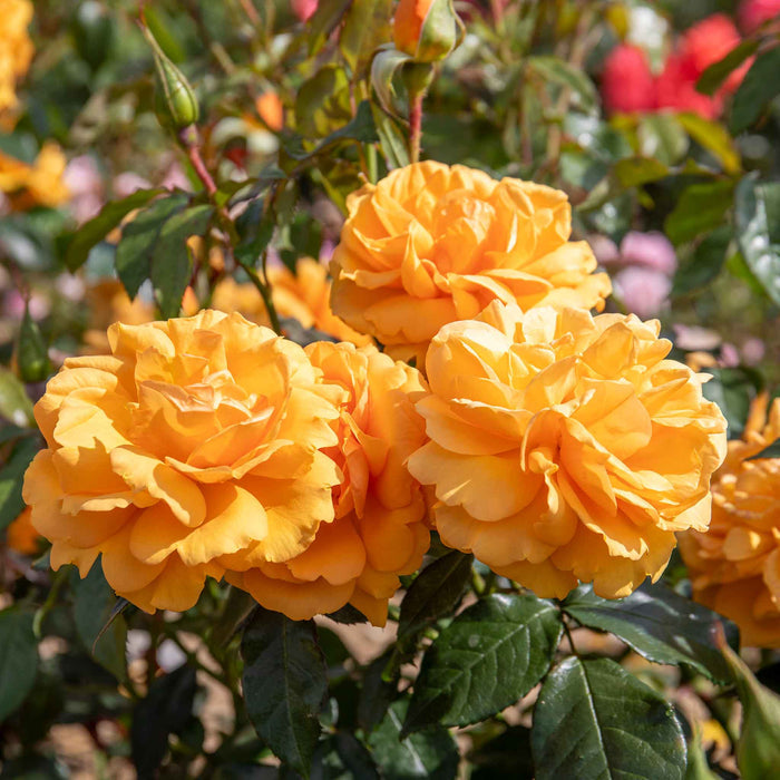 Rose ‘Golden Beauty’ (Floribunda Rose)