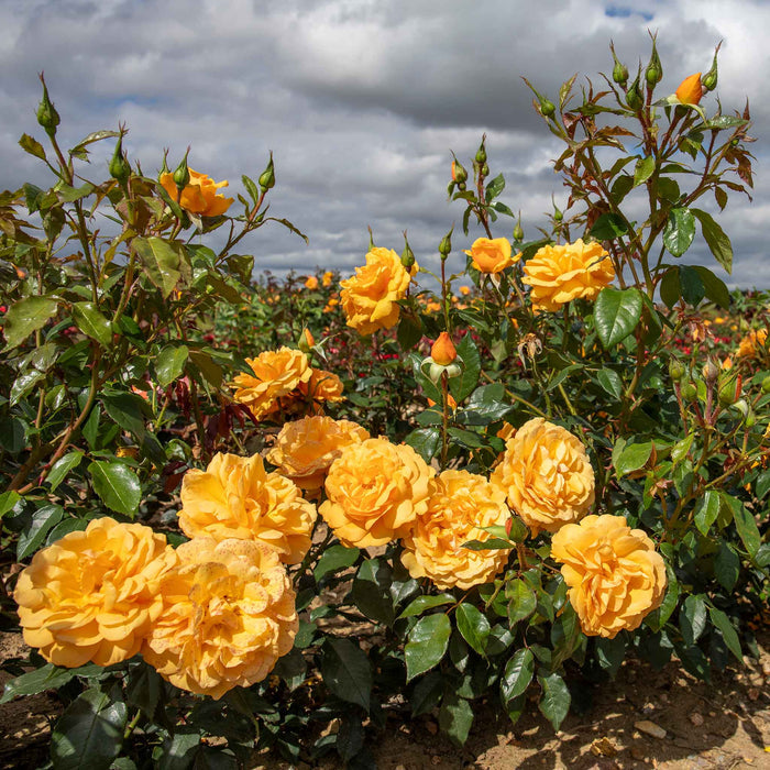 Rose ‘Golden Beauty’ (Floribunda Rose)
