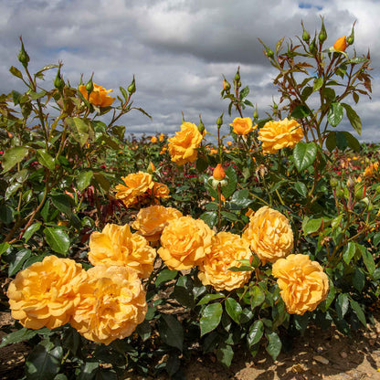 Rose ‘Golden Beauty’ (Floribunda Rose)