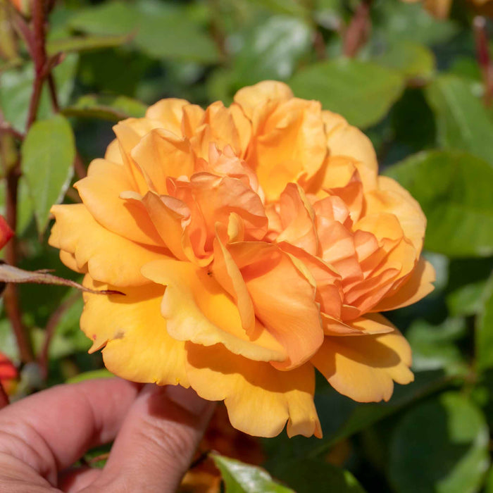 Rose ‘Golden Beauty’ (Floribunda Rose)