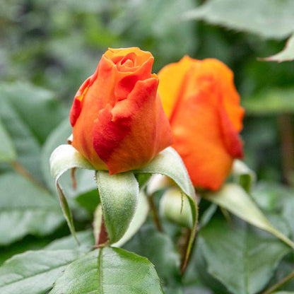 Rose ‘Golden Beauty’ (Floribunda Rose)