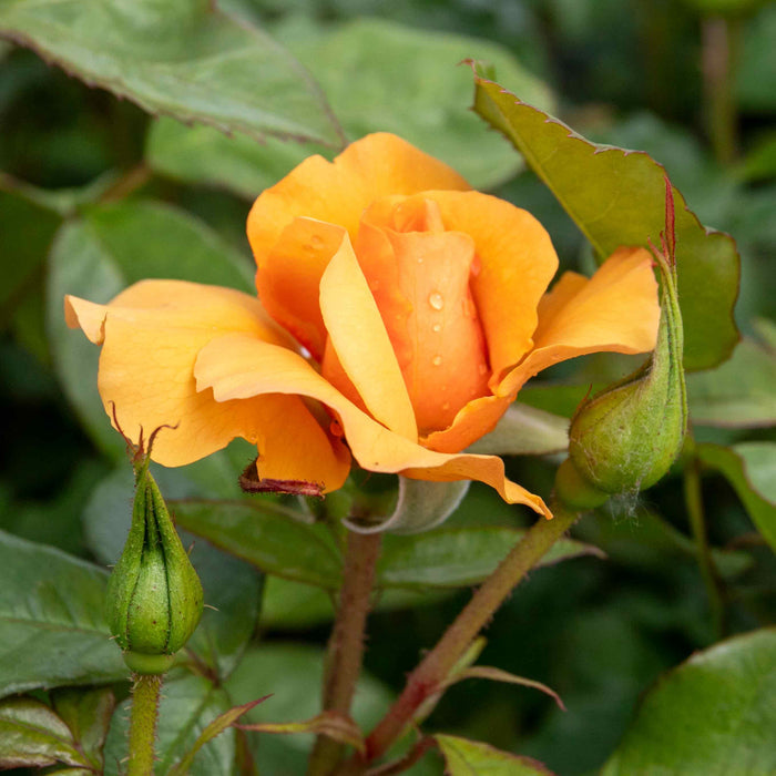 Rose ‘Golden Beauty’ (Floribunda Rose)