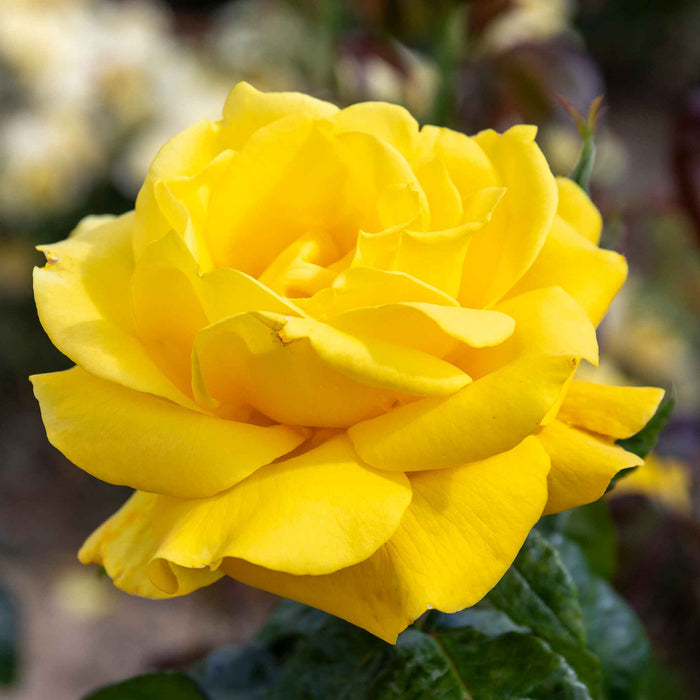 Rose ‘Golden Wedding’ (Floribunda Rose)