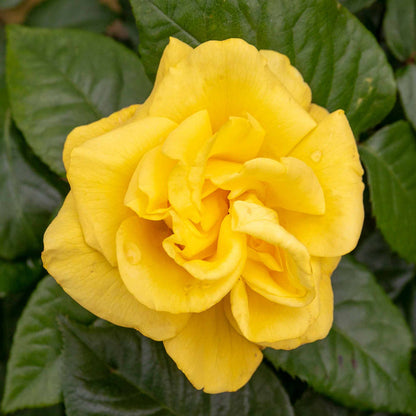 Rose ‘Golden Wedding’ (Floribunda Rose)