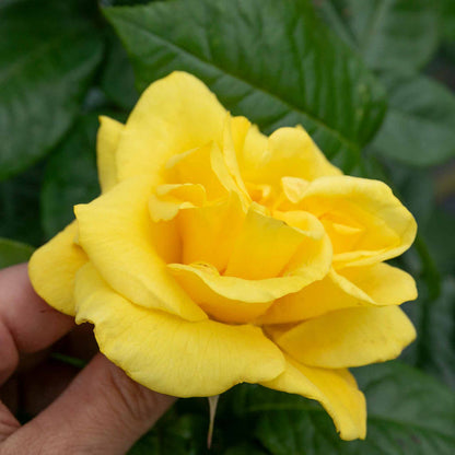 Rose ‘Golden Wedding’ (Floribunda Rose)