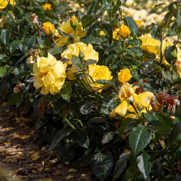 Rose ‘Golden Wedding’ (Floribunda Rose)