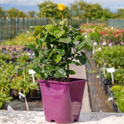 Rose ‘Golden Wedding’ (Floribunda Rose)