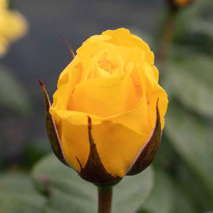Rose ‘Golden Wedding’ (Floribunda Rose)