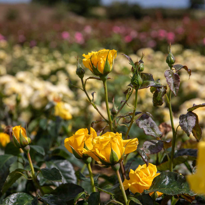 Rose ‘Golden Wedding’ (Floribunda Rose)