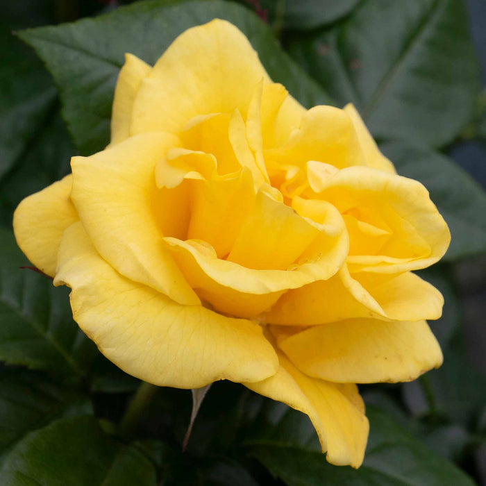 Rose ‘Golden Wedding’ (Floribunda Rose)