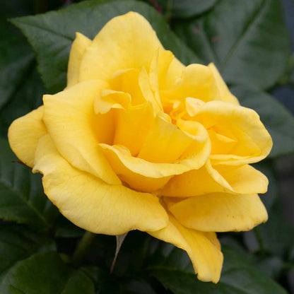 Rose ‘Golden Wedding’ (Floribunda Rose)