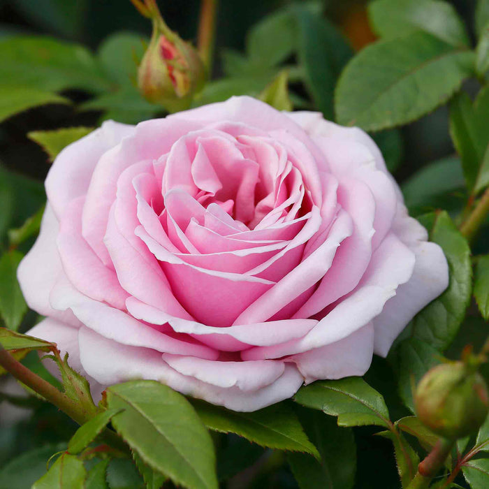 Rose ‘Hopes and Dreams’ (Hybrid Tea Rose)