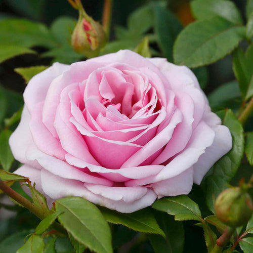 Rose ‘Hopes and Dreams’ (Hybrid Tea Rose)