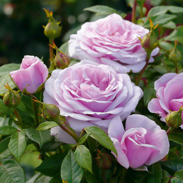 Rose ‘Hopes and Dreams’ (Hybrid Tea Rose)