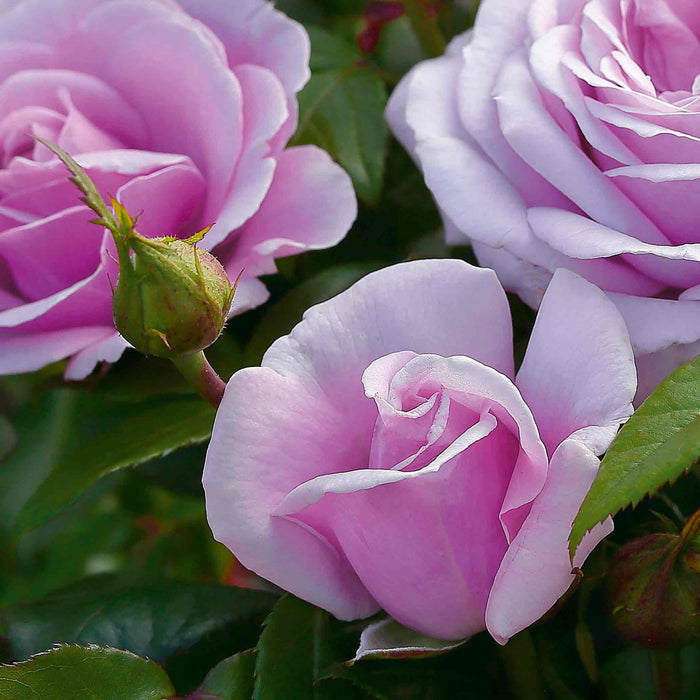 Rose ‘Hopes and Dreams’ (Hybrid Tea Rose)