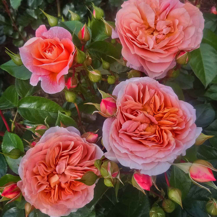Rose ‘It's a Wonderful Life’ (ROTY 2022) (Floribunda Rose)