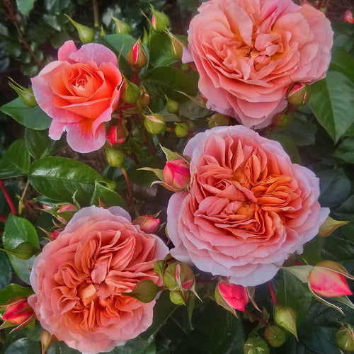 Rose ‘It's a Wonderful Life’ (ROTY 2022) (Floribunda Rose)