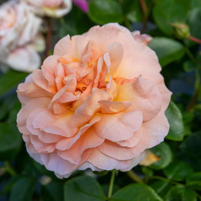 Rose ‘It's a Wonderful Life’ (ROTY 2022) (Floribunda Rose)