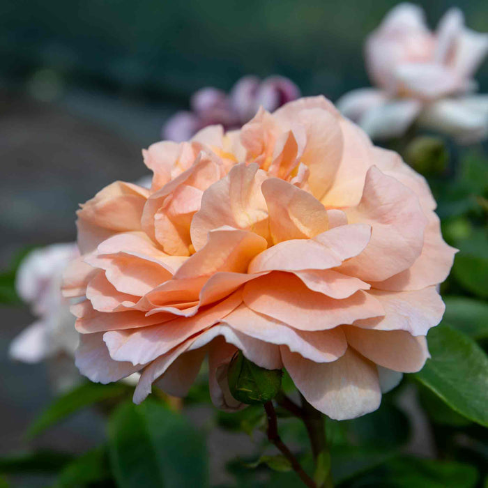 Rose ‘It's a Wonderful Life’ (ROTY 2022) (Floribunda Rose)