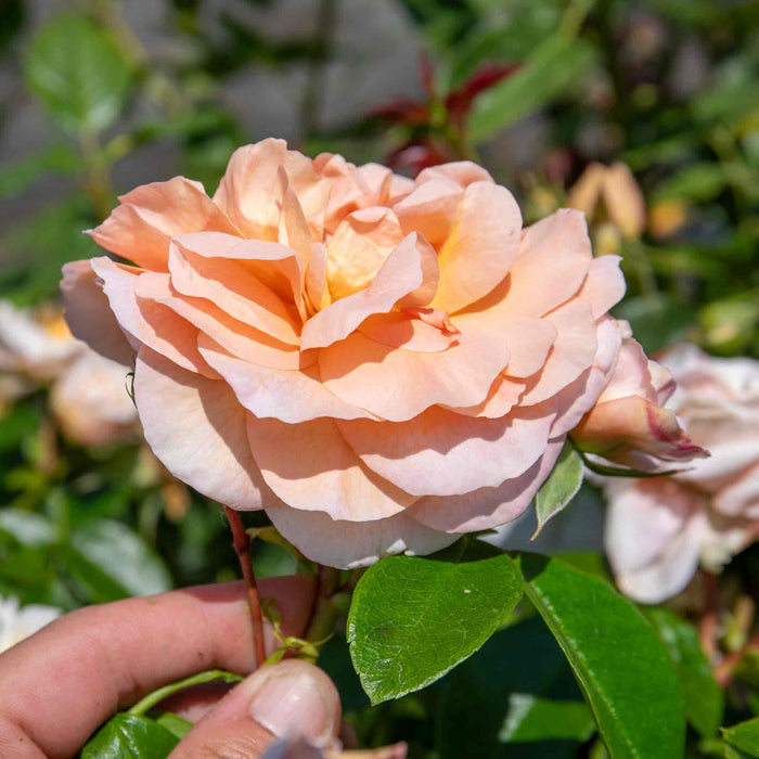 Rose ‘It's a Wonderful Life’ (ROTY 2022) (Floribunda Rose)