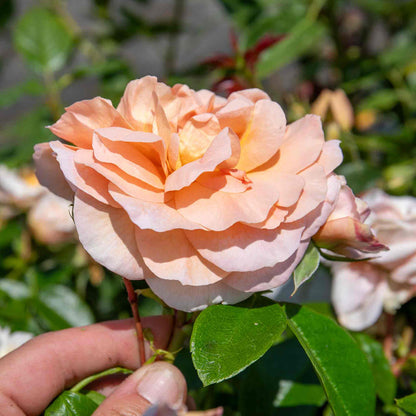 Rose ‘It's a Wonderful Life’ (ROTY 2022) (Floribunda Rose)