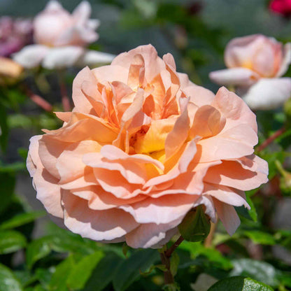 Rose ‘It's a Wonderful Life’ (ROTY 2022) (Floribunda Rose)