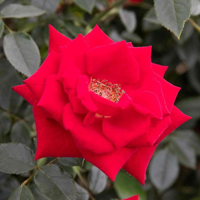 Rose 'Love Knot'
