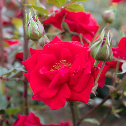 Rose 'Love Knot'