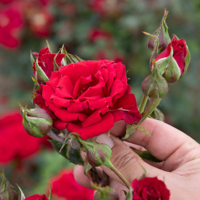 Rose 'Love Knot'