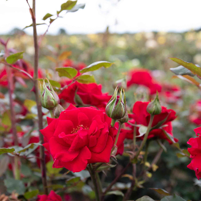 Rose 'Love Knot'