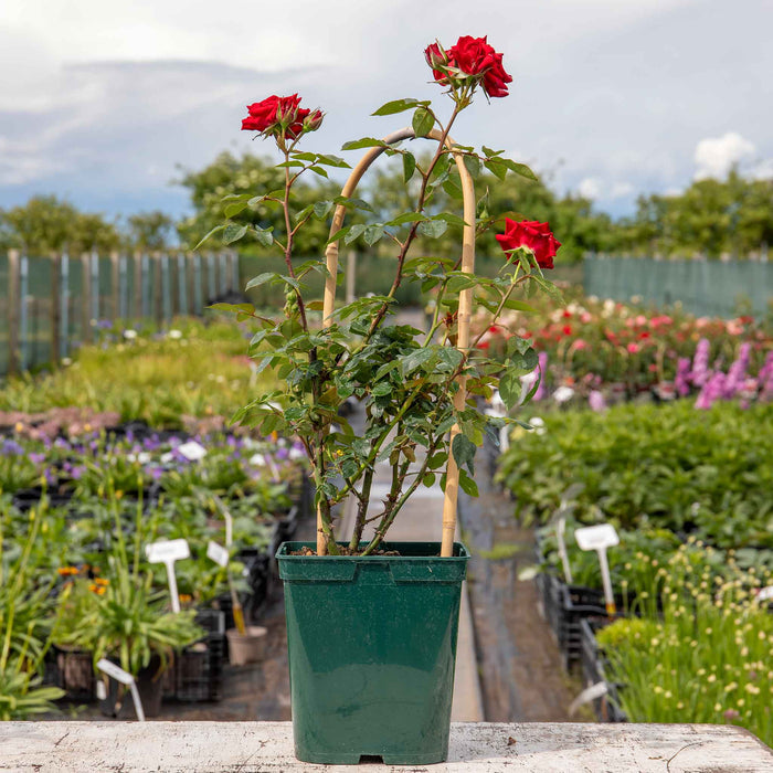 Rose 'Love Knot'