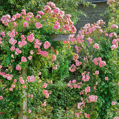 Rose 'Pirouette'