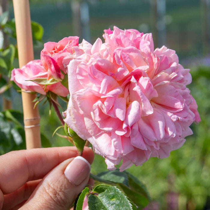 Rose 'Pirouette'