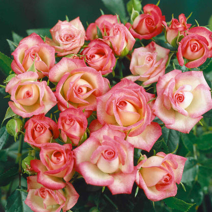 Rose 'Pirouette'