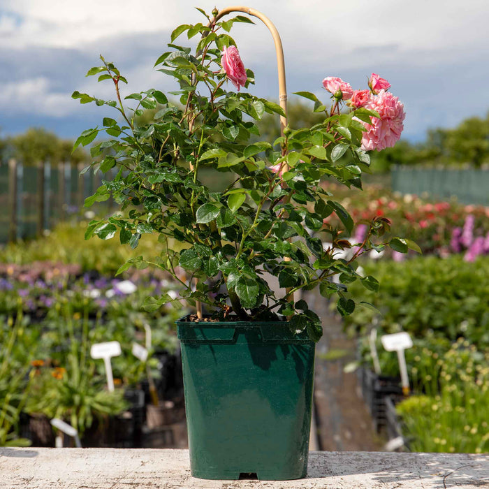 Rose 'Pirouette'
