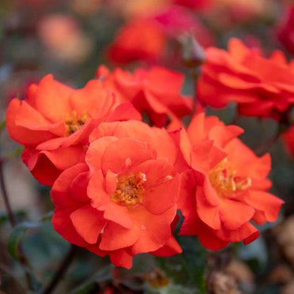 Rose ‘Precious Love’ (Floribunda Rose)