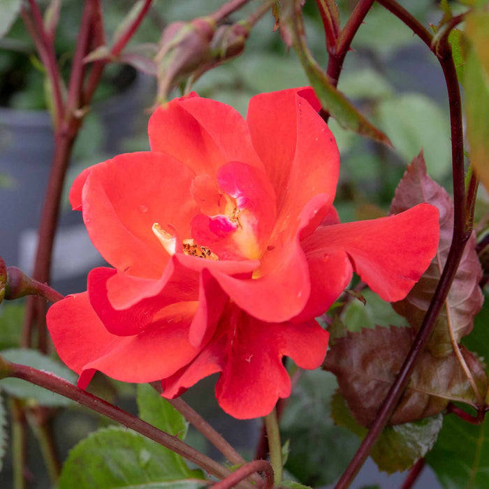 Rose ‘Precious Love’ (Floribunda Rose)