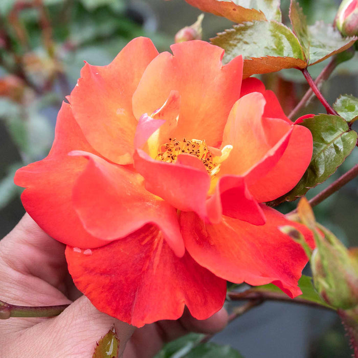 Rose ‘Precious Love’ (Floribunda Rose)