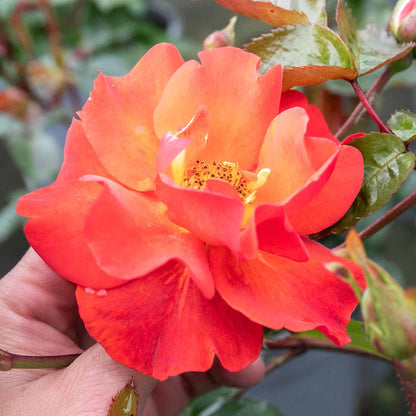 Rose ‘Precious Love’ (Floribunda Rose)