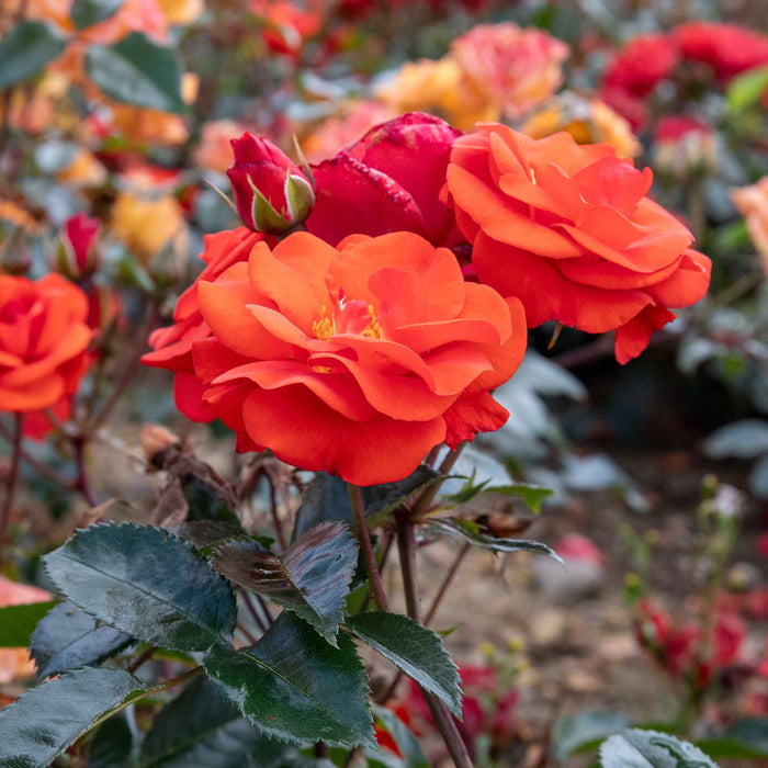 Rose ‘Precious Love’ (Floribunda Rose)