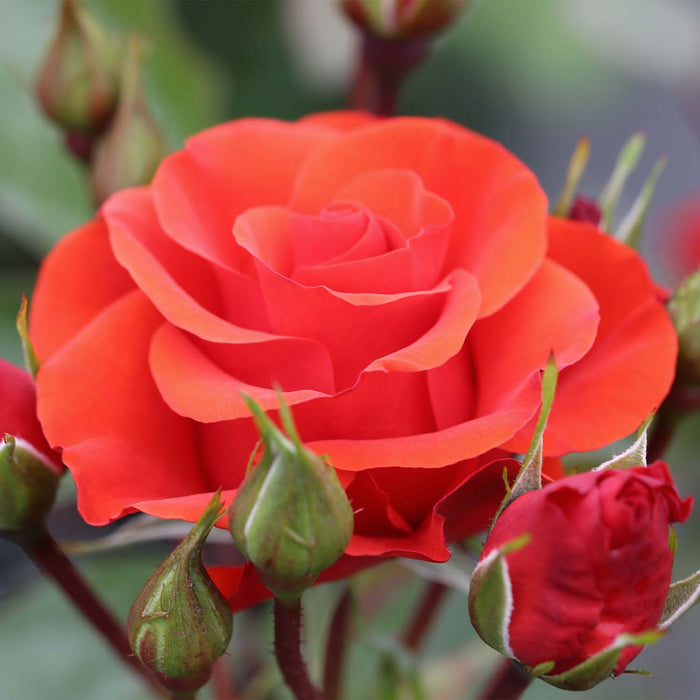 Rose ‘Precious Love’ (Floribunda Rose)