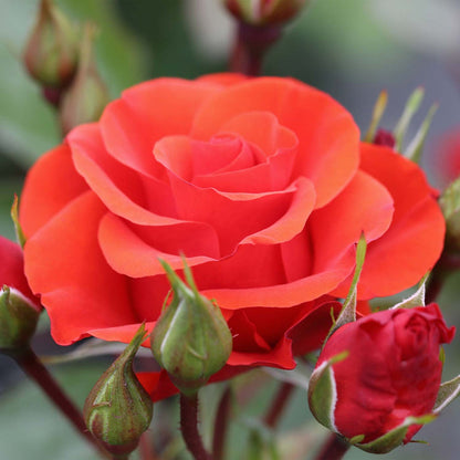 Rose ‘Precious Love’ (Floribunda Rose)
