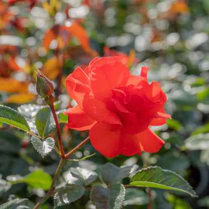 Rose ‘Precious Love’ (Floribunda Rose)