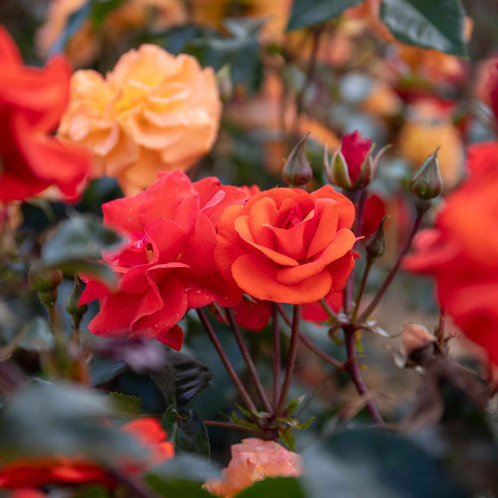 Rose ‘Precious Love’ (Floribunda Rose)