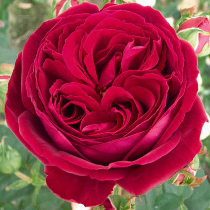Rose 'Proper Job'