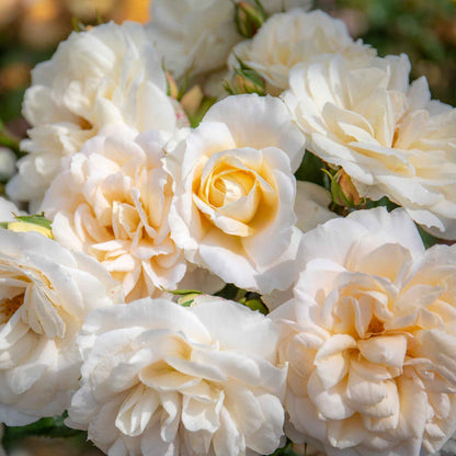 Close-up of creamy white and yellow roses with a blurred natural background
