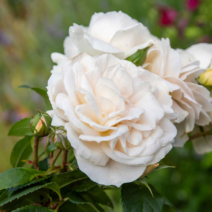 Rose 'Queens Jubilee'