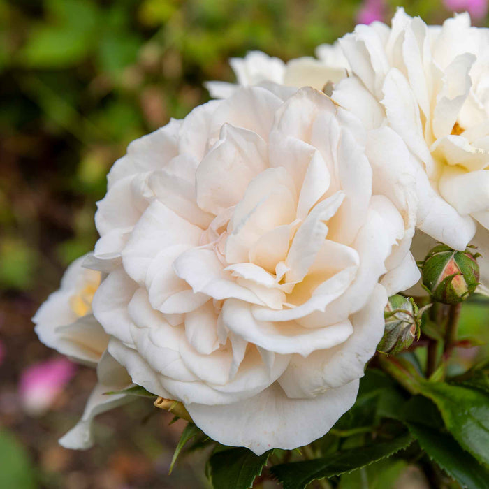 Rose 'Queens Jubilee'