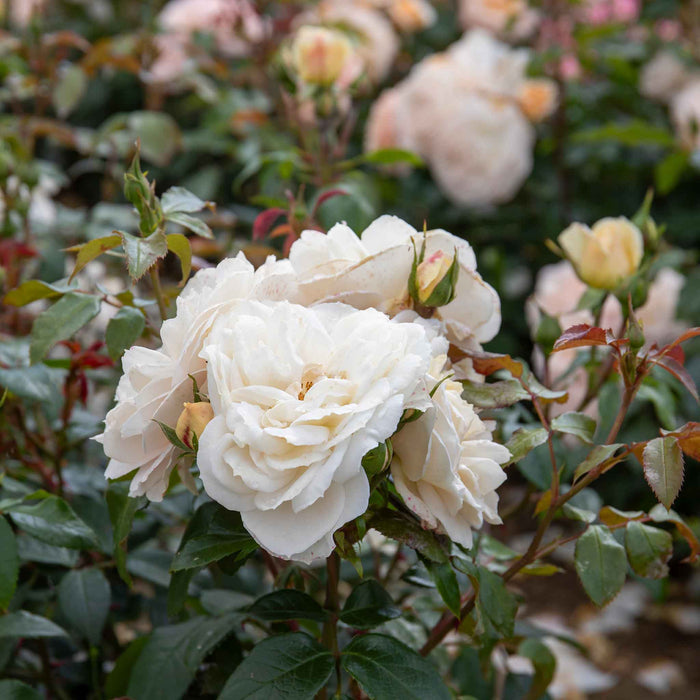Rose 'Queens Jubilee'