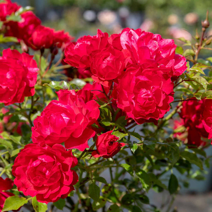 Rose ‘Raspberry Royale’ (Patio Rose)